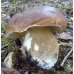 Мицелий Белого гриба дубового (Boletus quercicola)